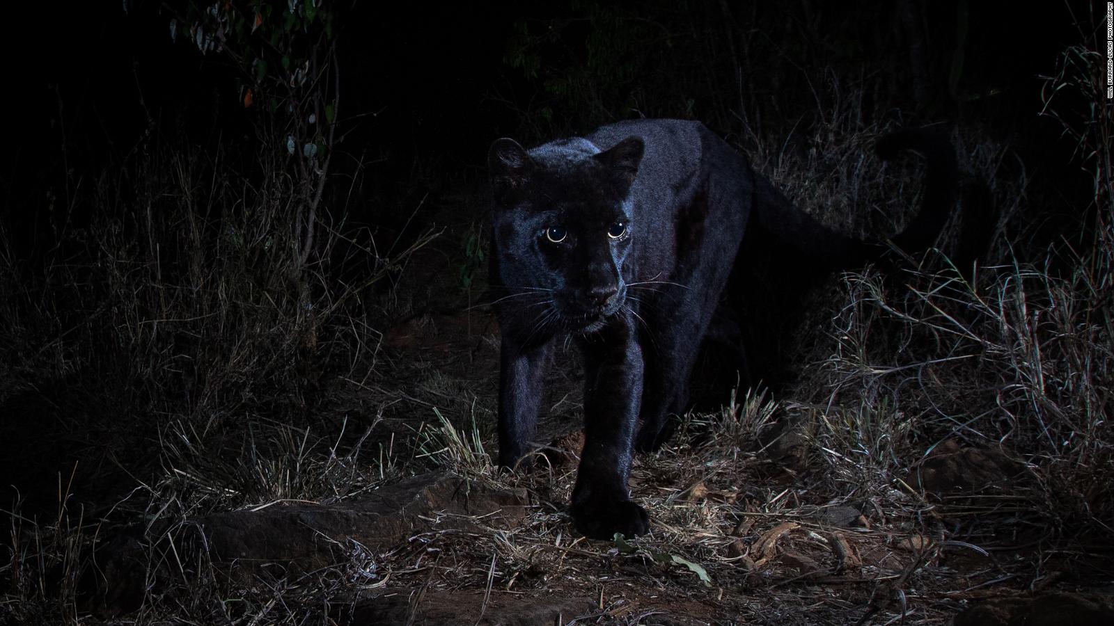 Rare Black Leopard Captured In New Images From Kenya Cnn Video