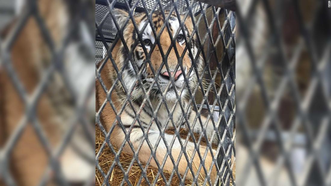 Mystery Behind Tiger Found In Vacant Houston Home Solved One Woman