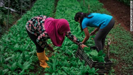 Workers at a farm in the Cameron Highlands. Opposition parties recently claimed a major byelection victory in the seat, fueled largely by Malay Muslim voters. 