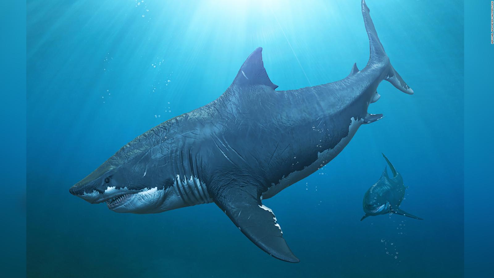 Megalodon Extinction Great Whites May Have Wiped Out The Biggest Shark