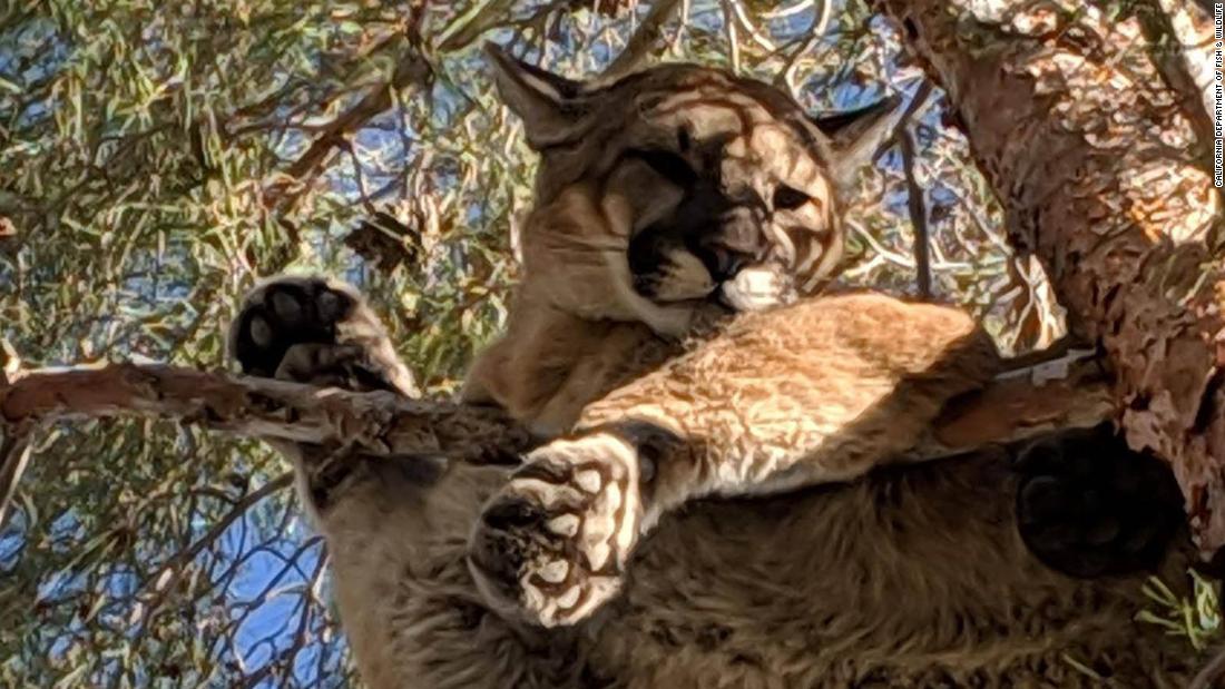 190218094113 01 california mountain lion tree rescue super tease