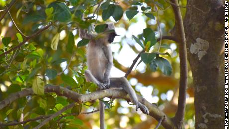 A gray tufted langur, one of the monkey species targeted by early humans that settled in Fa-Hien Lena Cave.