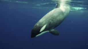 Scientist Films Encounter With Killer Whale - CNN Video