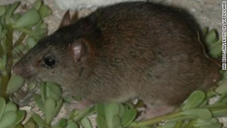 Bramble Cay Melomys has been declared extinct as a result of climate change