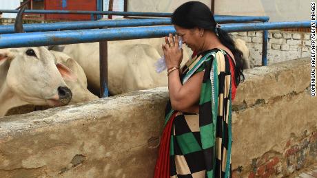 In this photograph taken on July 23, 2017 an Indian devotee prays to cows at the &#39;Sri Krishna&#39; cow shelter in Bawana, a suburb of the Indian capital New Delhi.
