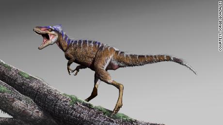  Tiny tyrannosaur fossil discovery changes the dinosaur timeline