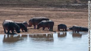 A long-disputed hippo cull will begin in May in Zambia, officials say