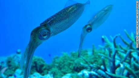 Researchers say proteins found in squid can be used to make alternatives to plastic.