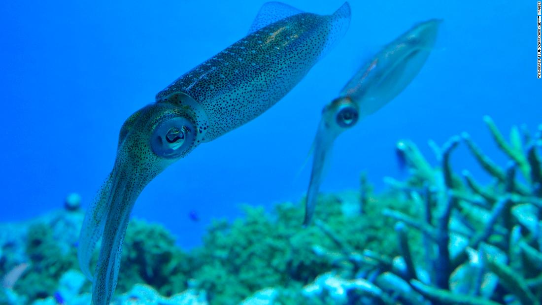 Could squid protein be an eco-friendly answer to our plastic problem? - CNN