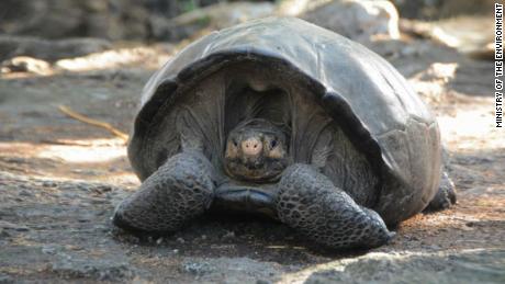 & # 39;  Εξαφανισμένο & # 39;  Η χελώνα Galapagos βρέθηκε 100 χρόνια αργότερα