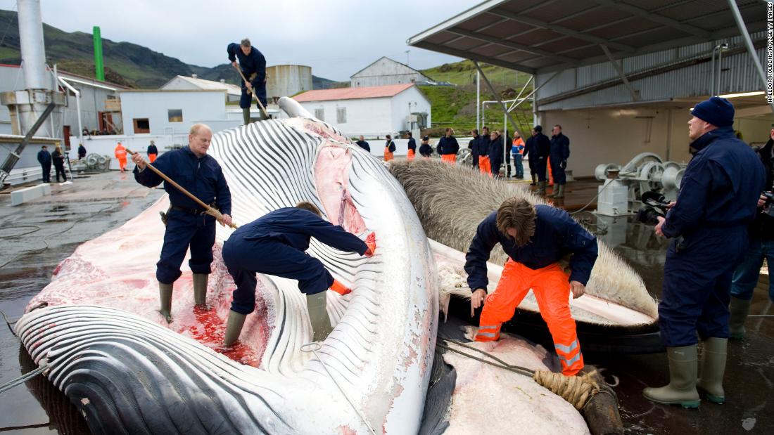 Iceland to end whaling from 2024 amid controversy and falling demand