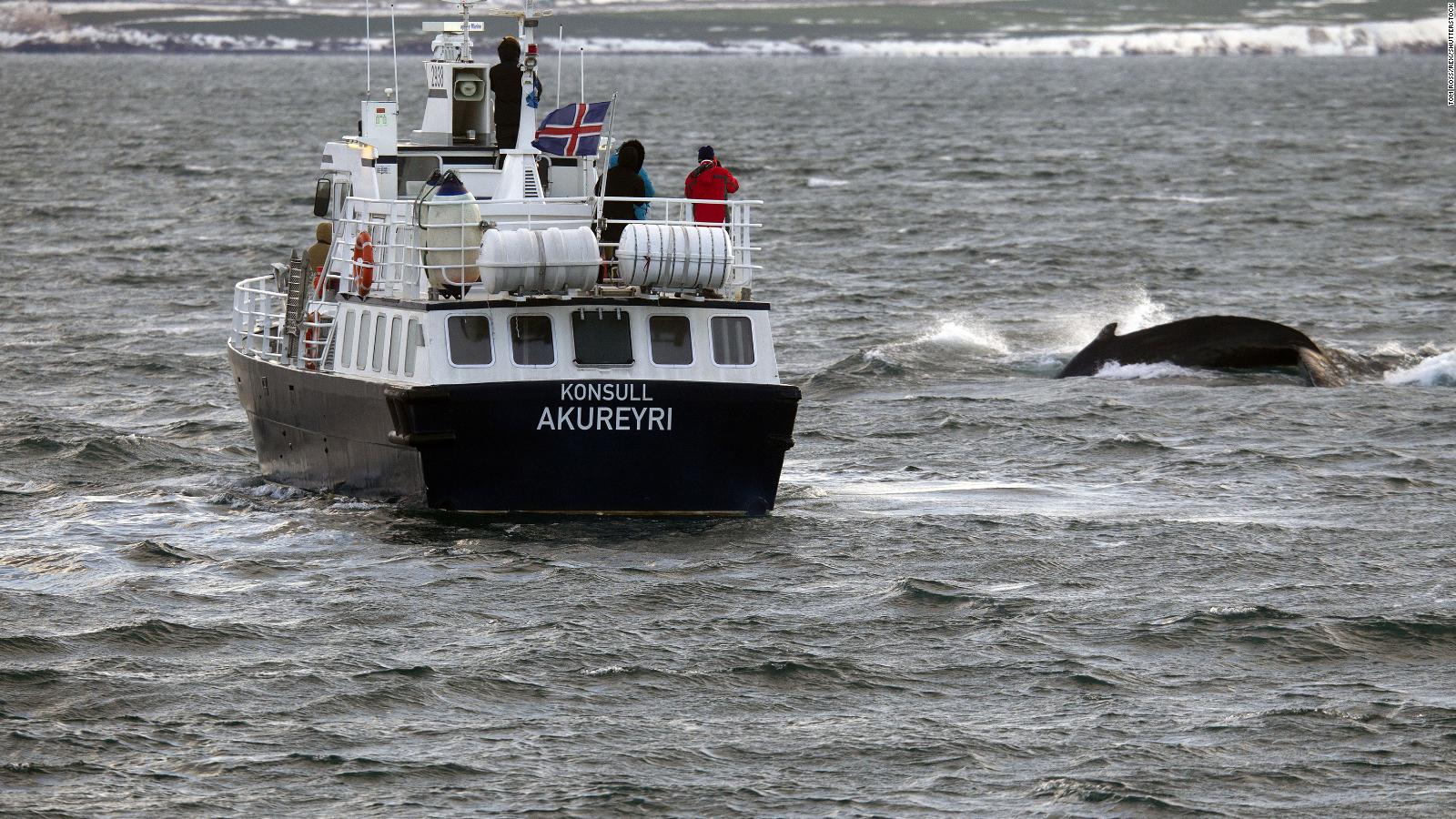 Iceland Will Allow More Than 2,000 Whales To Be Killed Within Next Five ...