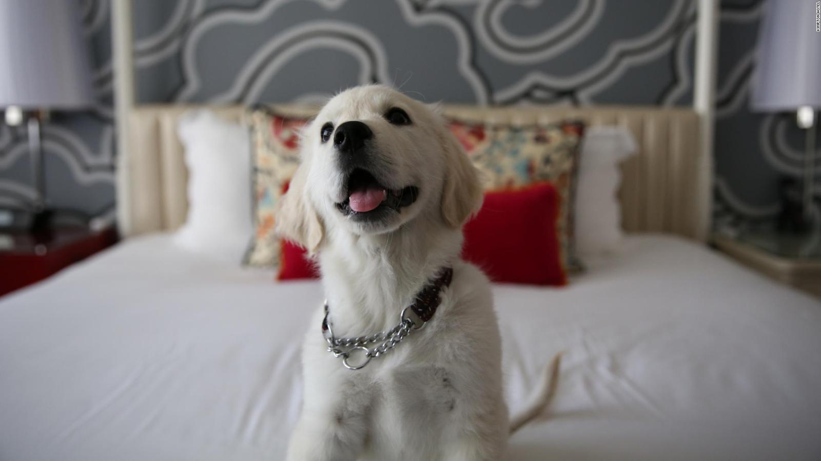 Pet-friendly hotels: 13 of the best around the world | CNN Travel