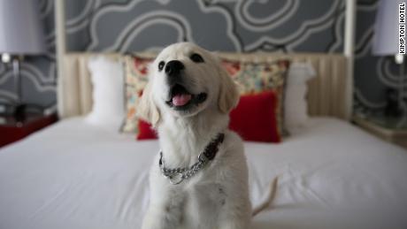 large dog friendly hotels