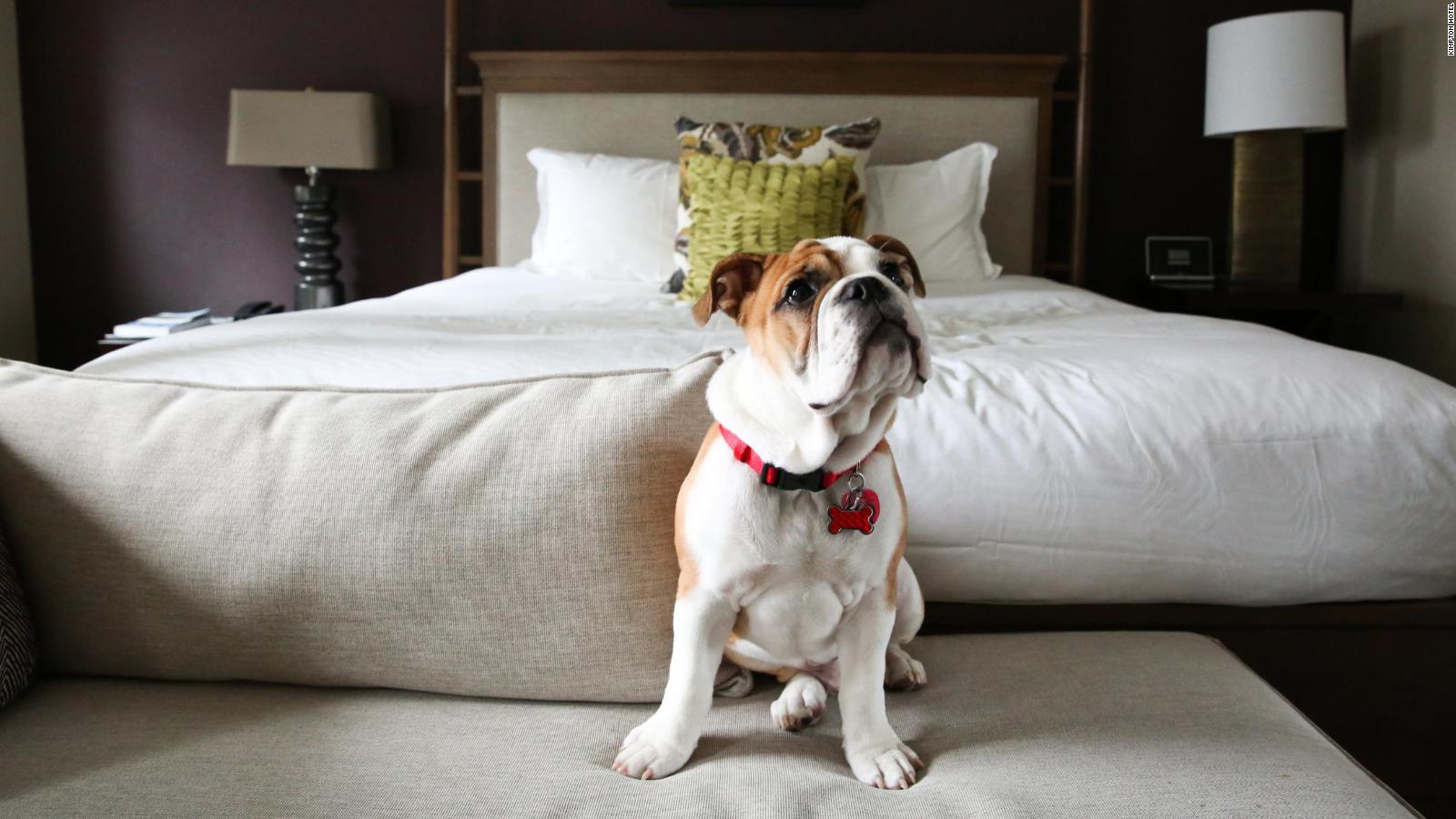 pet friendly hotels in adrian mi