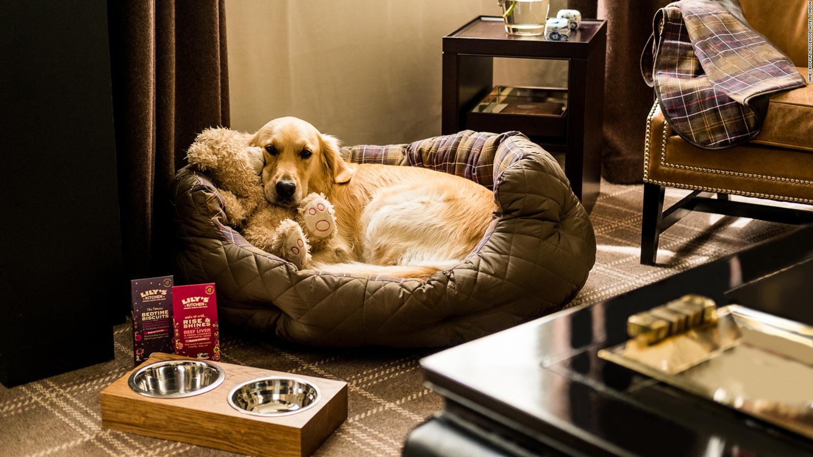 Pet-friendly hotels: 13 of the best 