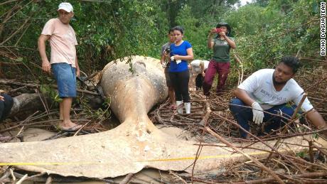 Researchers take samples from the dead whale's body.