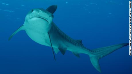 There&#39;s a rise in shark attacks, but the risk is low, study finds
