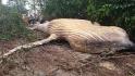 Why a humpback whale carcass washed up in a mangrove forest