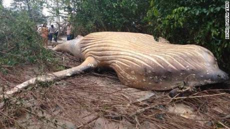 How a dead humpback whale ended up in a mangrove forest