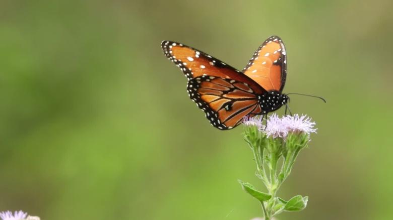 A study published Tuesday found that one-third of Ohio&#39;s butterfly population had died between 1996 and 2016. The results are troubling for more important pollinators like bees, researchers said. 