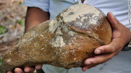 Giant fossil found in Kenya’s museum