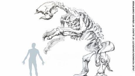 This extinct giant sloth could grow to more than four meters in height. 