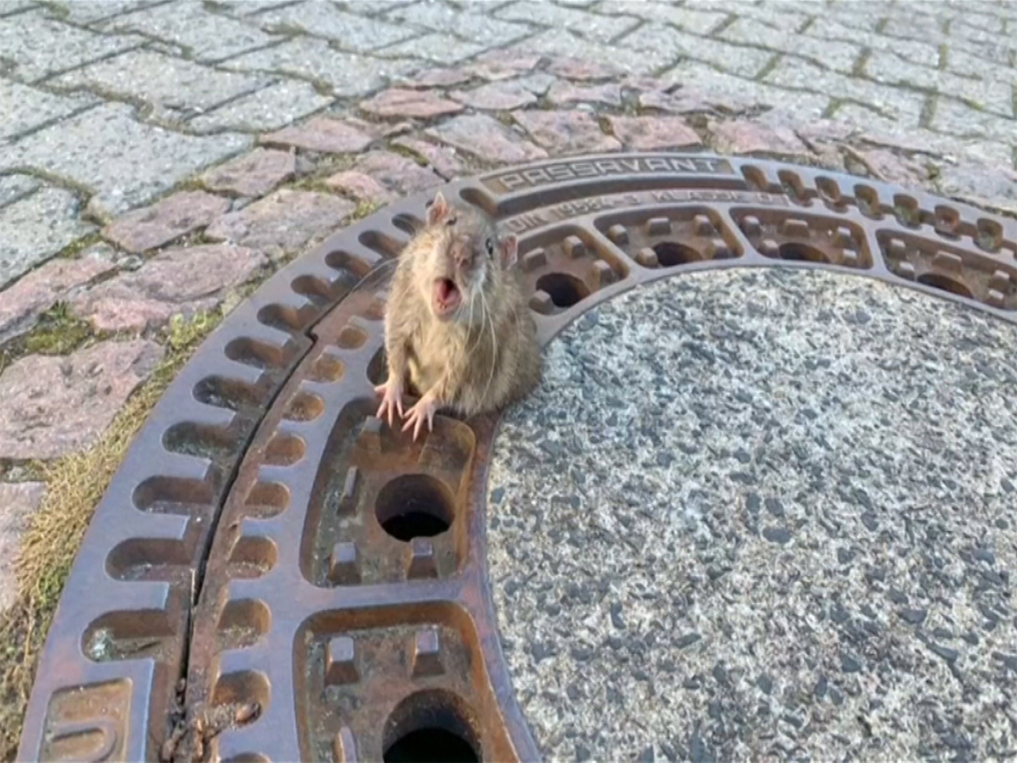 Rata 'gordinha' é salva após ficar entalada em bueiro na Alemanha