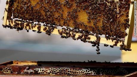 Even bees will benefit from 5G 