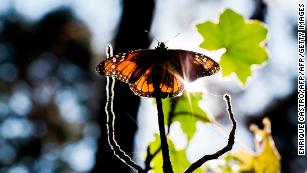 Monarch butterflies born in captivity have a tougher time migrating south in the winter