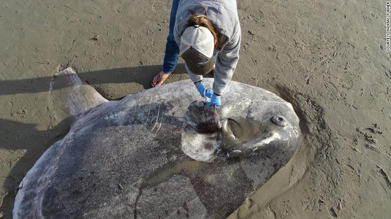 A Huge Strange Looking Fish Washed Up On A California Beach