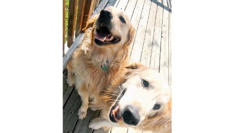 Ranger and Kota send love. "We are thinking of you Emma and we are sending you some puppy cuddles." 