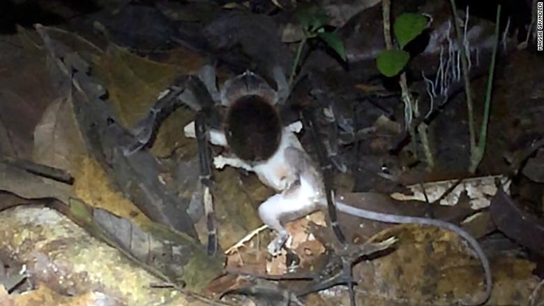 Image result for Scientists thrilled to spot huge spider eating an opossum, but you might have nightmares