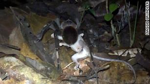 World's biggest frogs are so strong they move heavy rocks to build their  own ponds