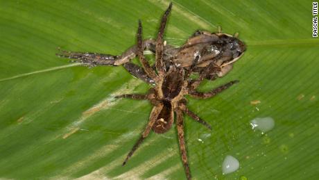 vaeltava hämähäkki saalistaa sammakon selässä Perussa
