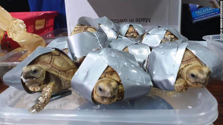 The turtles belonged to four different species, three of which are listed as vulnerable.