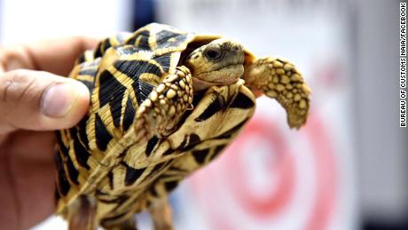 One of the turtles discovered is shown by customs officials.