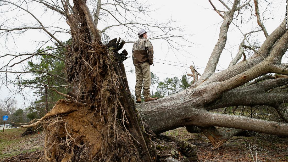 A young man stands on a tree that was uprooted in Beauregard.
