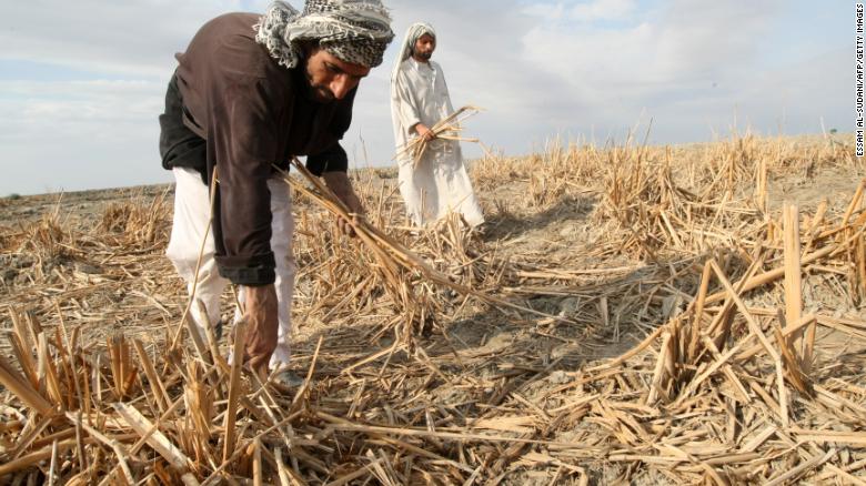 Árabes do pântano iraquiano coletam os restos de juncos secos em Hor ou pântanos em 18 de novembro de 2009. Os habitantes desses antigos pântanos estão sofrendo com a lenta sufocação dos pântanos devido à seca causada pelas mudanças climáticas. 