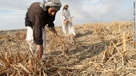 Iraqi marsh Arabs collect the remains of dried out reeds in the Hor or marshes on November 18, 2009. The inhabitants of these ancient marshes are suffering from the slow suffocation of the marshes due to drought triggered by climate change. 