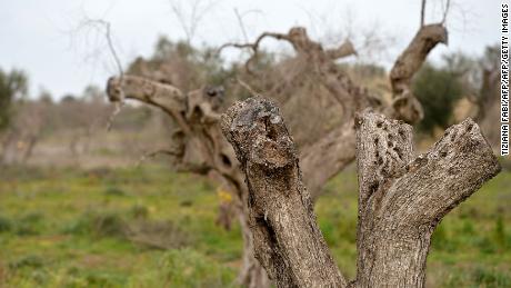 Olive trees infected by bacteria in Puglia in 2016.