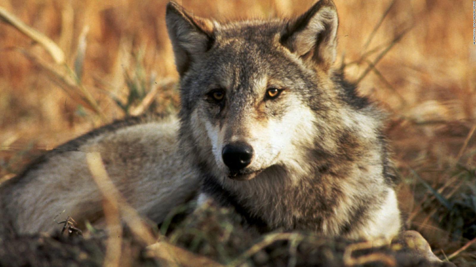 why is the gray wolf endangered please tell me in thinking stupid ads