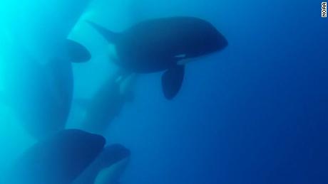Scientists have found what could be a new kind of killer whale
