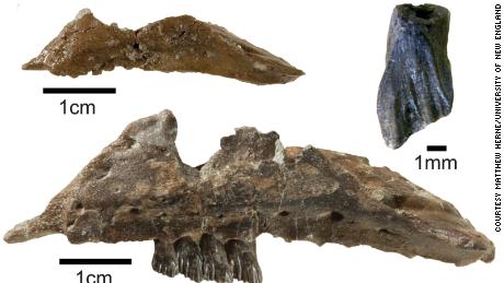 Fossils and a 3D CT model of the newly named dinosaur Galleonosaurus dorisae. 