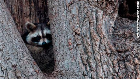 Rabid raccoons are back in Manhattan. Vaccinate your pets, health officials say