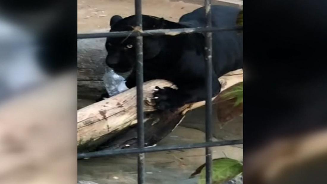 Woman attacked by a jaguar while taking a photo apologizes to the