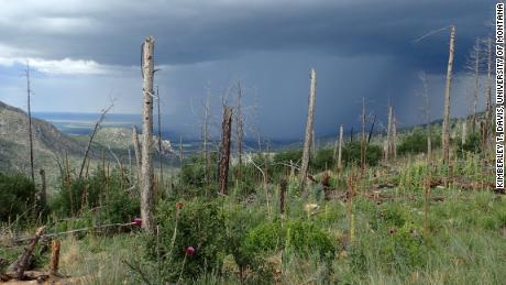 Twelve years after the 2004 Peppin Fire in the Lincoln National Forest, New Mexico, an area previously dominated by conifer forest is now predominantly resprouting shrubs, grasses and exotic plants.