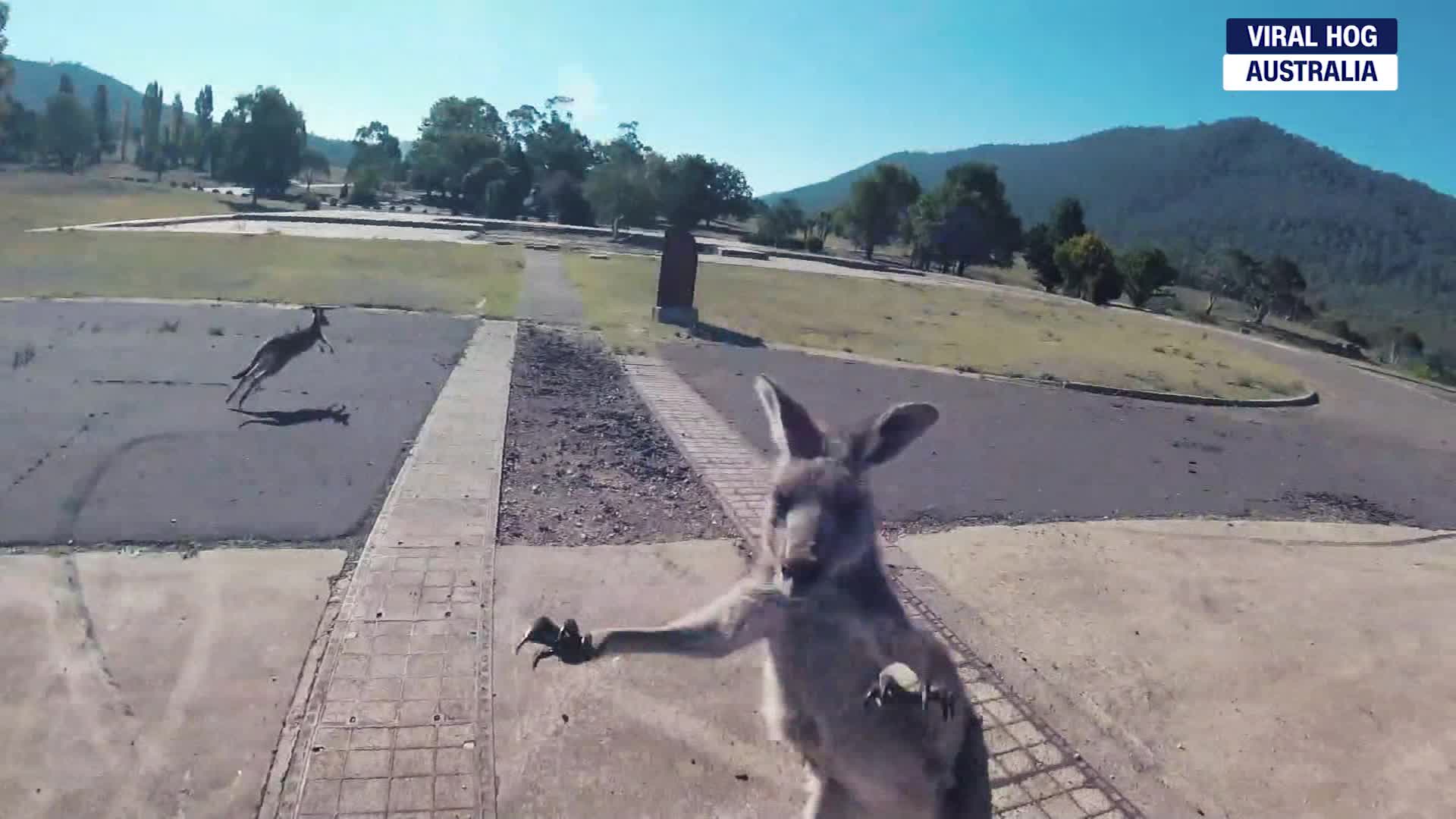 Kangaroo Attacks A Paraglider When He Lands Cnn Video