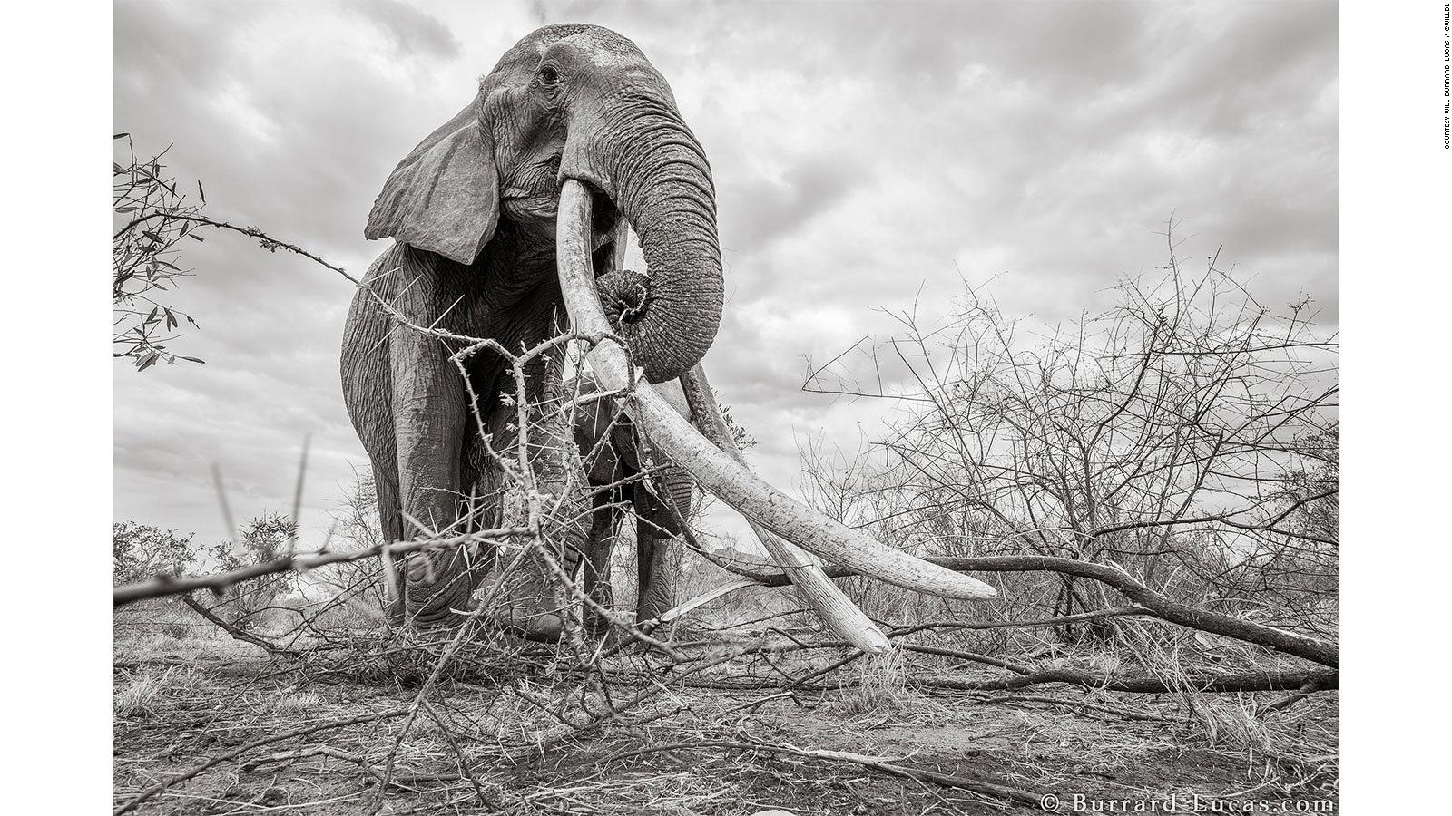 Elephant Queen In Kenya See Incredible Pictures Of Rare Big Images, Photos, Reviews