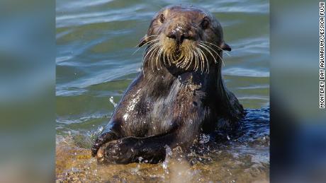 A self-satisfied otter cracking open shells.